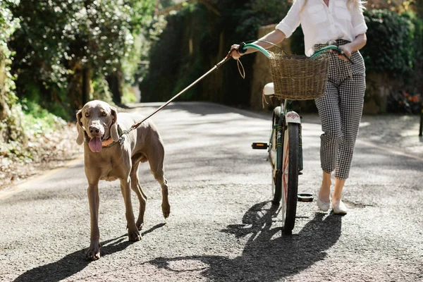 Tiro Close Uma Fêmea Segurando Uma Bicicleta Cão Uma Coleira — Fotografia de Stock