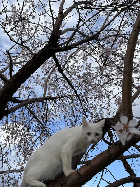 木の上に白い猫の低角度のショット — ストック写真