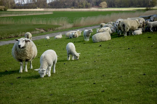 Beautiful Shot Fresh Grass Field Sheep Flock Grazing — Stock Photo, Image