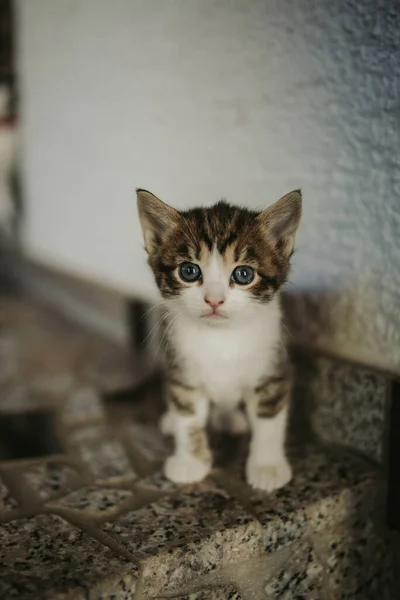 Plan Vertical Mignon Petit Chaton Debout Bord Une Table Regardant — Photo