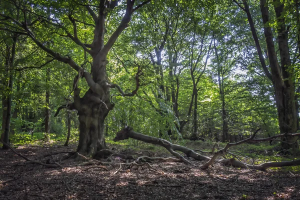 Ramo Dell Albero Rotto Terra Nella Foresta Verde — Foto Stock