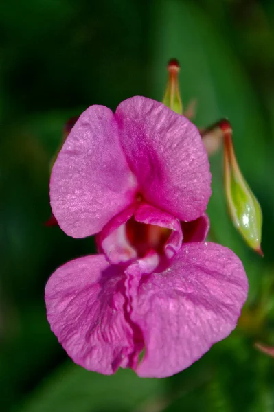 Enfoque Selectivo Una Flor Brillante — Foto de Stock