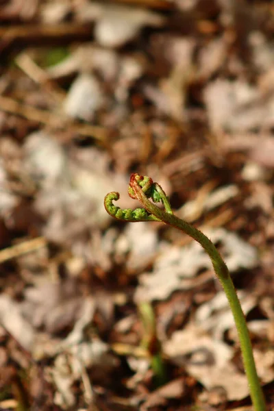 Selektiv Fokusbild Burk Med Blommande Knopp Ormbunke — Stockfoto