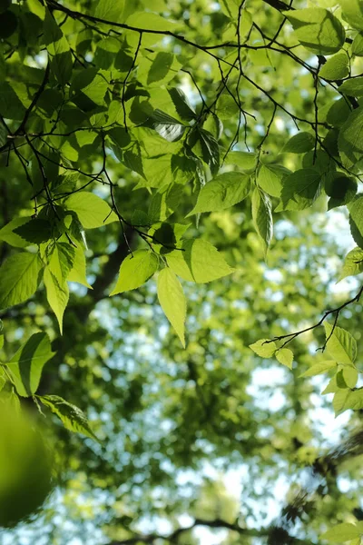 Селективный Снимок Свежих Зеленых Листьев Солнечным Светом — стоковое фото