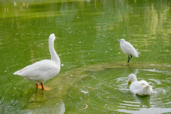 Μια Κοντινή Φωτογραφία Υδρόβιων Πουλιών Στη Λίμνη Ενός Πάρκου — Φωτογραφία Αρχείου