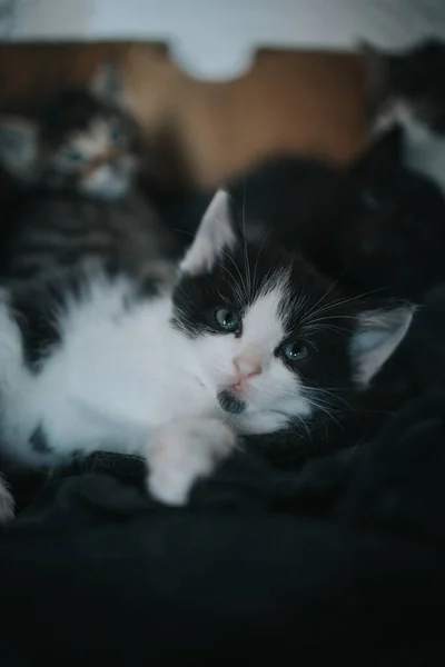 Eine Vertikale Aufnahme Einer Neugierigen Kleinen Schwarz Weißen Katze Die — Stockfoto