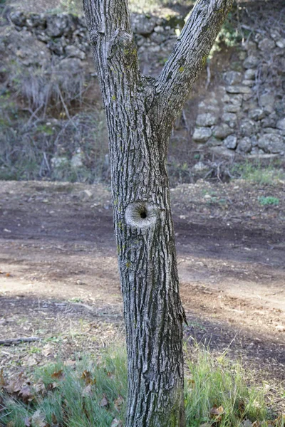 一个有洞的树干的照片 — 图库照片