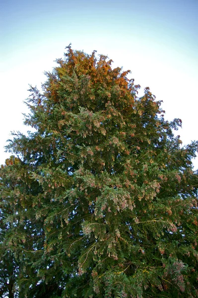 Plan Vertical Pin Vert Luxuriant Sur Ciel Bleu Sans Nuages — Photo