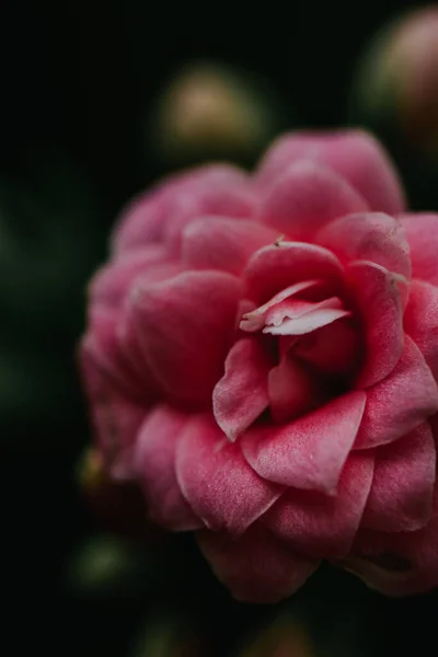 Närbild Bild Rosa Ros Suddig Bakgrund — Stockfoto