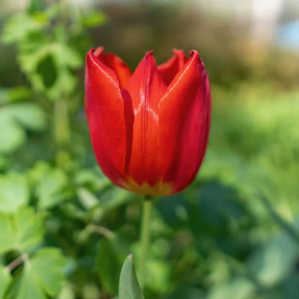 Tiro Close Uma Tulipa Vermelha Contra Fundo Embaçado Verde — Fotografia de Stock