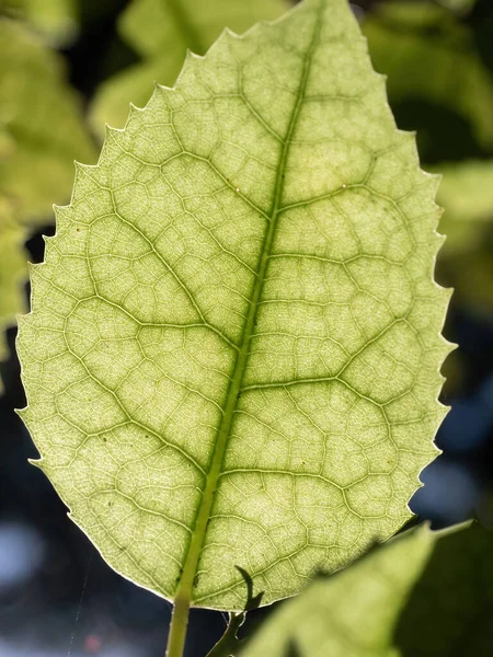 North Island Lacebark Hoheria Populnea Waitakere Ranges Nova Zelândia — Fotografia de Stock