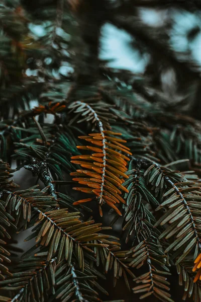 Detailní Záběr Lesních Plošin — Stock fotografie