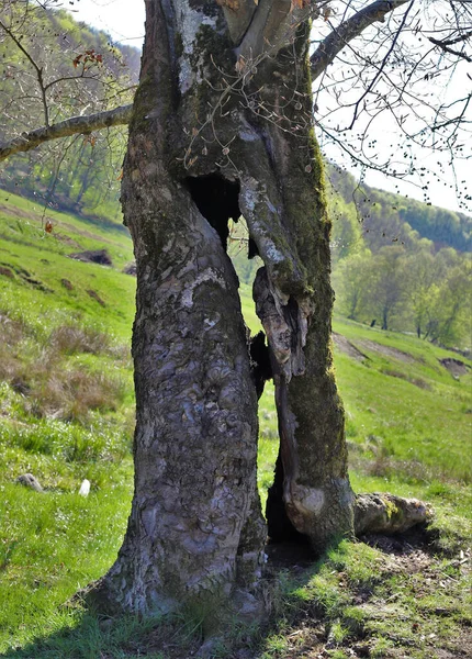 Shot Tree Trunk Holes Hollows — Stock Photo, Image