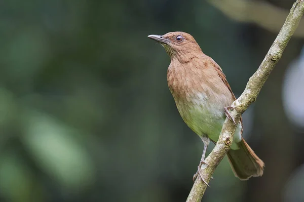 一只褐色的鸟在树枝上寻找食物 哥伦比亚南美洲的观鸟活动 — 图库照片