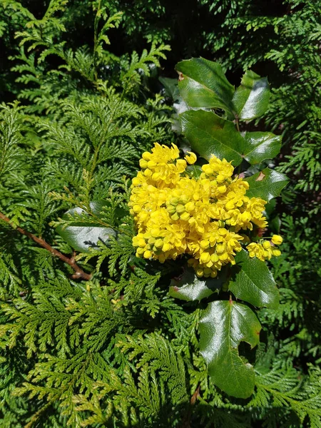 Una Toma Aérea Tanacetum Amarillo Con Hojas Verdes Bajo Los — Foto de Stock