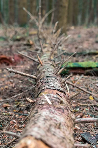 Tiro Perto Tronco Árvore Quebrado Floresta — Fotografia de Stock