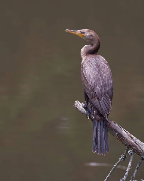 Der Junge Purpurkormoran Ruht Auf Einem Abgestorbenen Baum Vogelbeobachtung Südamerika — Stockfoto