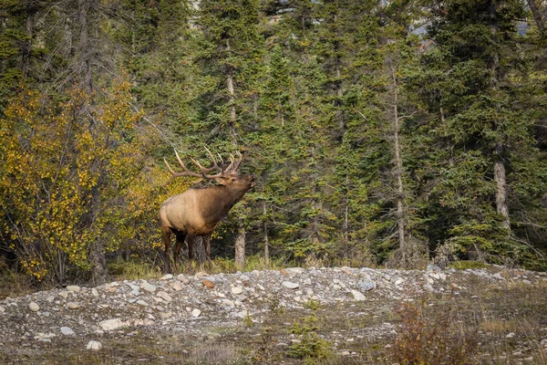 Une Belle Vue Sur Cerf Noble Dans Forêt — Photo