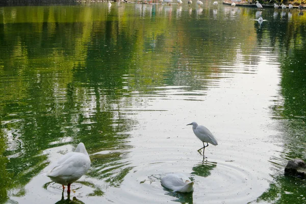 Egy Közeli Felvétel Vízi Madarakról Park Tavában — Stock Fotó