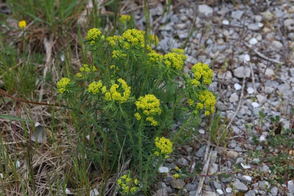 庭の美しい幸福感やミルクルの花々 — ストック写真