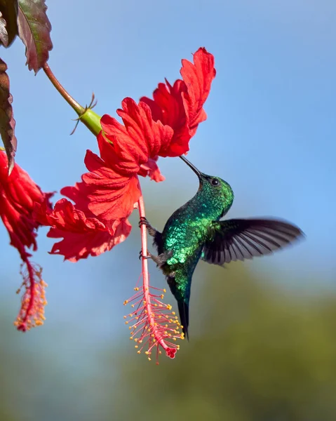 绿色蜂鸟在一朵美丽的红花上筑巢 哥伦比亚南美洲的观鸟活动 — 图库照片