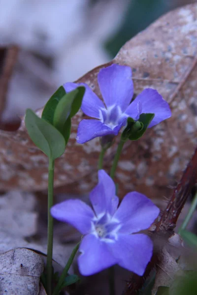 Selective Focus Shot Periwinkles — Stock Photo, Image