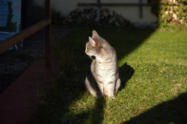 庭の影に座っている猫のクローズアップショット — ストック写真