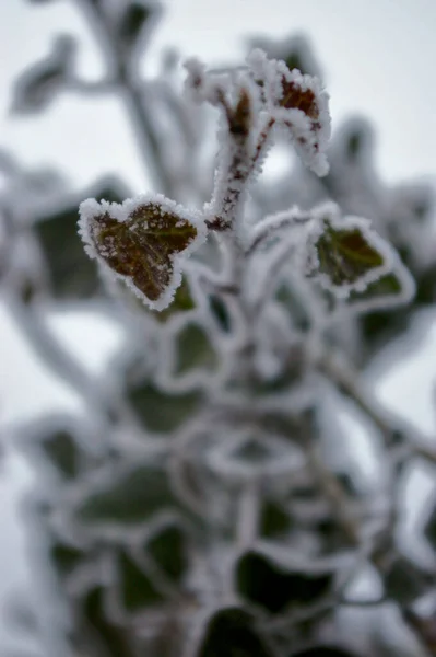 Вибірковий Фокусний Постріл Снігової Гілки Крихітним Листям Взимку — стокове фото