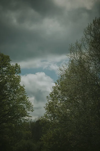 Tiro Vertical Ângulo Baixo Nuvens Cinzentas Escuras Céu Com Árvores — Fotografia de Stock