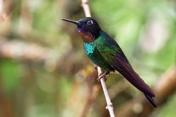 Güzel Değmemiş Sinekkuşu Bir Dala Tünemiş Güney Amerika Kolombiya Kuş — Stok fotoğraf