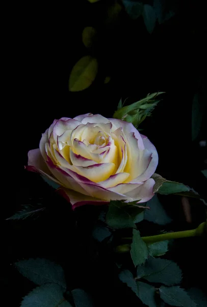 Eine Vertikale Aufnahme Einer Weißen Rose Einem Garten — Stockfoto