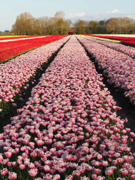 Eine Vertikale Aufnahme Von Reihen Sanft Rosa Blüten Die Einem — Stockfoto