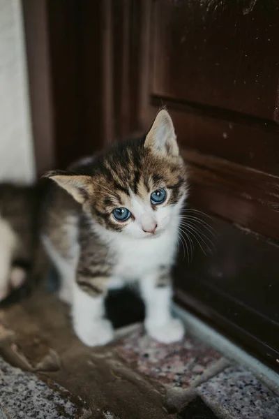 Vertikální Záběr Roztomilého Koťátka Zírajícího Kamery Smutnýma Modrýma Očima — Stock fotografie