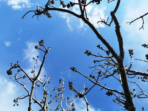 Een Lage Hoek Van Bomen Met Blauwe Lucht Achtergrond — Stockfoto