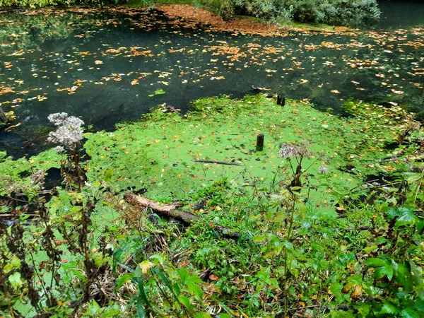 Bagno Pokryte Jesiennymi Liśćmi — Zdjęcie stockowe