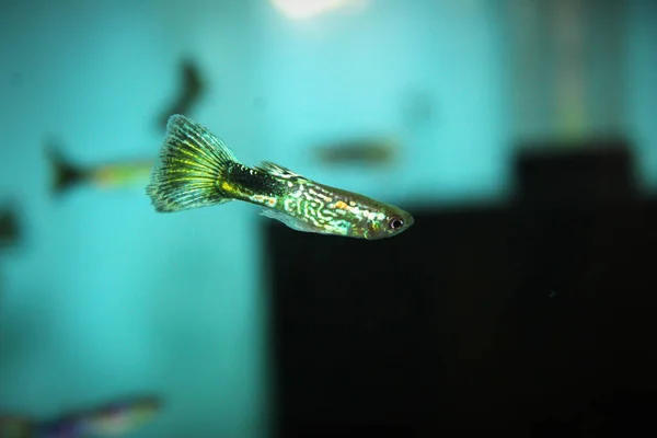 Nahaufnahme Eines Guppy Fisches Einem Aquarium Mit Grünem Hintergrund — Stockfoto