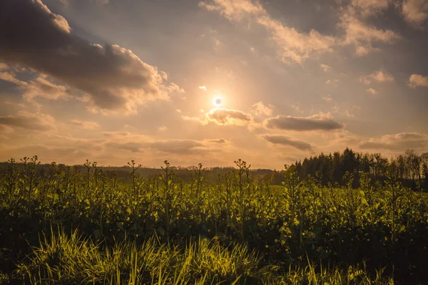 Мальовничий Вид Сільськогосподарське Поле Сільській Місцевості Заході Сонця — стокове фото