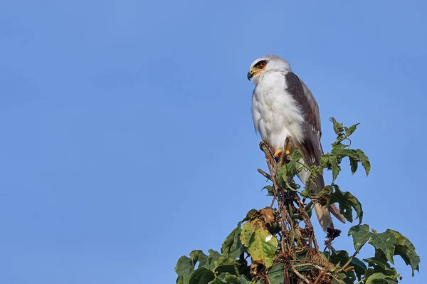 猛禽静静地栖息在一棵树上 哥伦比亚山区的鸟类养殖 — 图库照片