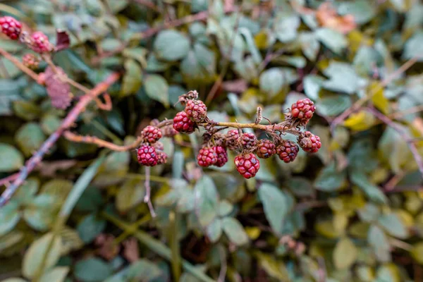 Colpo Fuoco Selettivo Bacche Acide Sul Cespuglio Mora Rovo Giardino — Foto Stock