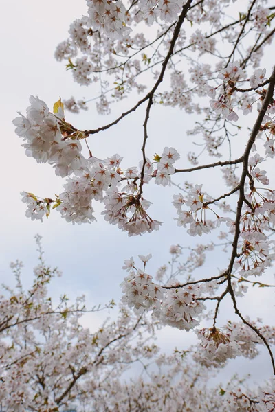 Tiro Vertical Ramos Sakura — Fotografia de Stock