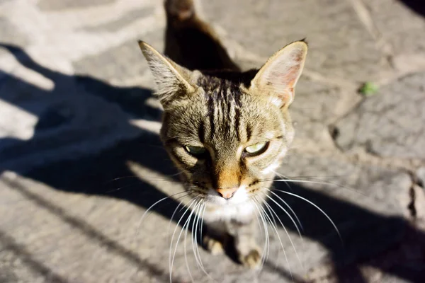 Selective Focus Shot Street Cat Green Eyes — Stock Photo, Image