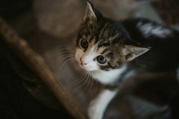 Pequeno Gatinho Mesa Brincando Olhando Para Cima Com Olhos Azuis — Fotografia de Stock