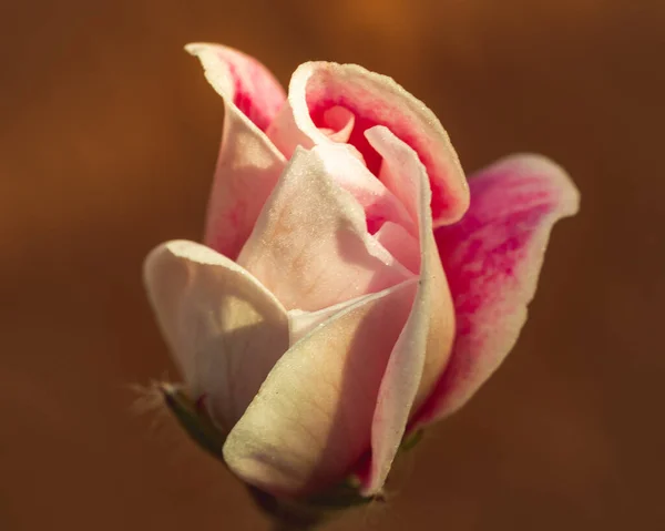Bulanık Bir Sırtüstü Uzanan Güzel Pembe Bir Çiçeğin Yakın Plan — Stok fotoğraf