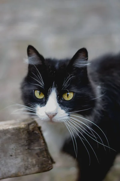 Plano Vertical Hermoso Gato Blanco Negro Con Largos Bigotes Blancos — Foto de Stock