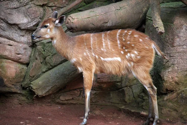 Vrouwelijke Sitatunga Tragelaphus Spekii Ook Bekend Als Marshbuck — Stockfoto