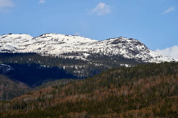 Una Hermosa Foto Los Árboles Del Bosque Las Montañas Nevadas —  Fotos de Stock