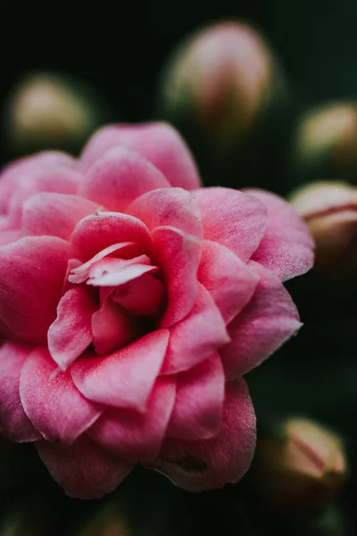 Primer Plano Una Rosa Rosa Sobre Fondo Borroso —  Fotos de Stock