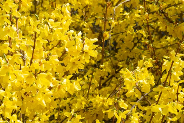 Naturalny Widok Żółtych Forsythia Kwiaty Kwitnące Gałęziach Drzewa Polu — Zdjęcie stockowe