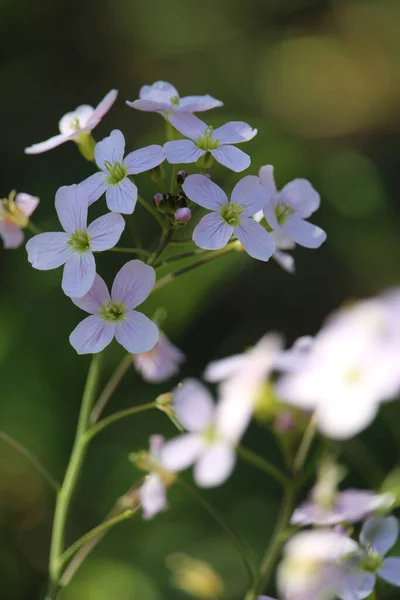 Närbild Bild Vackra Gök Blommor Ett Fält — Stockfoto