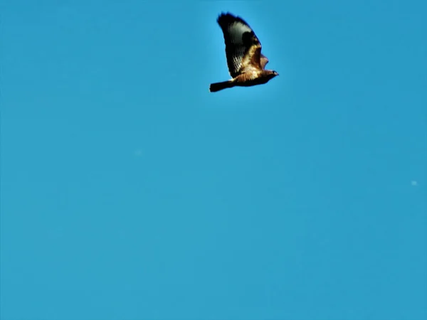 Ein Einzelner Fliegender Vogel Auf Einem Klaren Blauen Hintergrund — Stockfoto